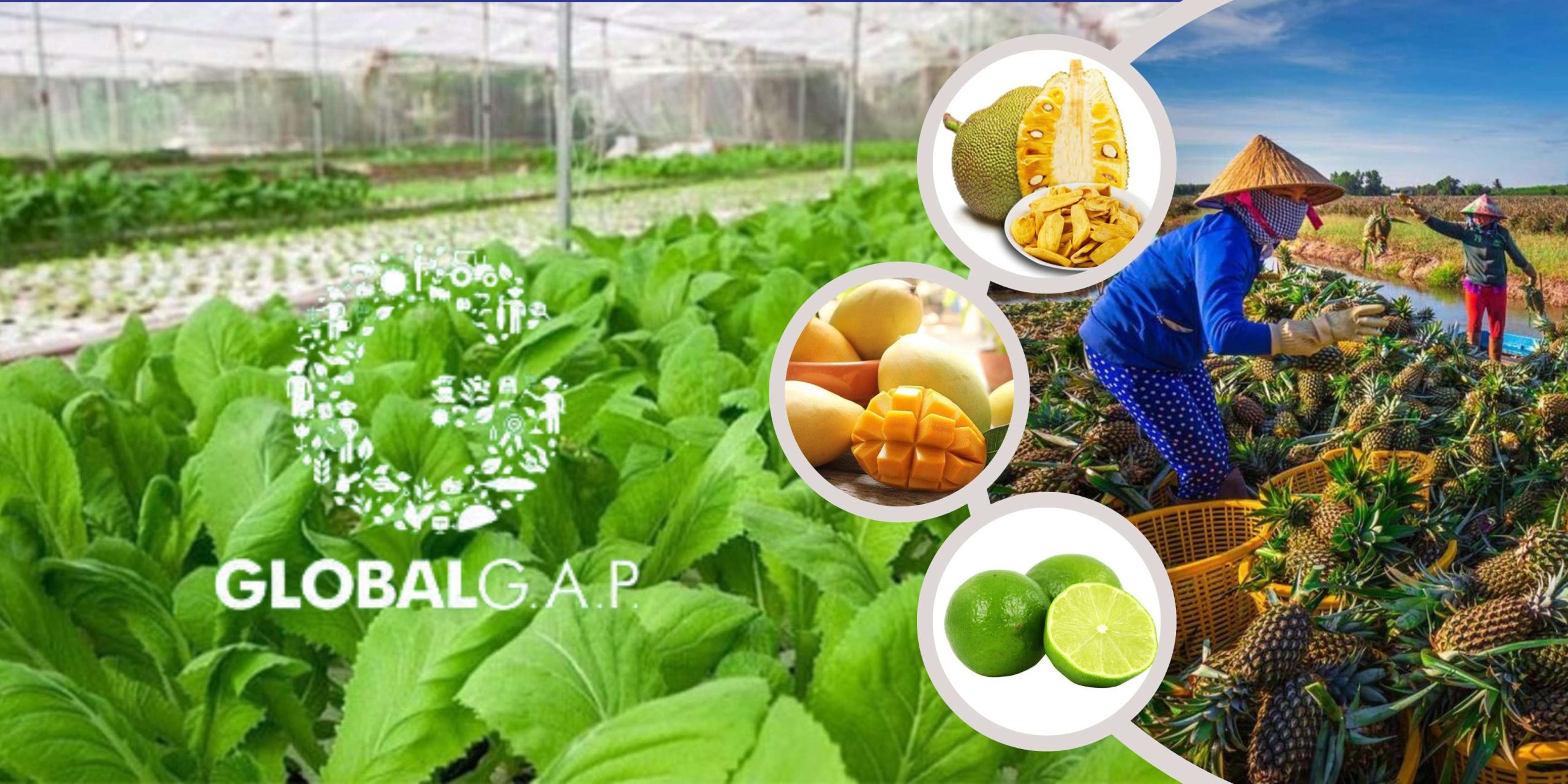 GLOBALG.AP Integrated Farm Assurance Smart – nguyên tắc và tiêu chí cho trái cây và rau quả